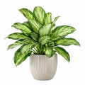 Pianta artificiale in vaso 70 cm in plastica verde e crema per interni stile naturale