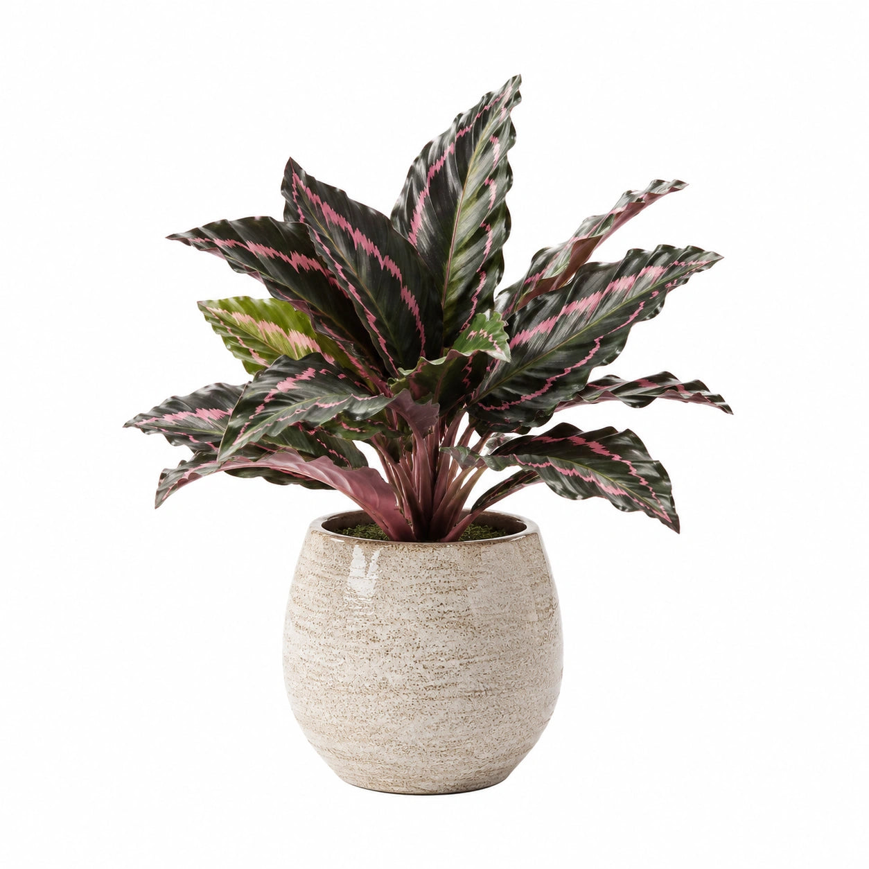 Pianta artificiale in vaso 80 cm foglie verdi e rosa in ceramica per interni
